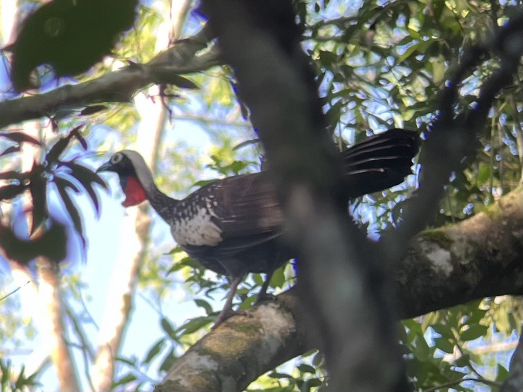 Black-fronted Piping-Guan - ML617796040