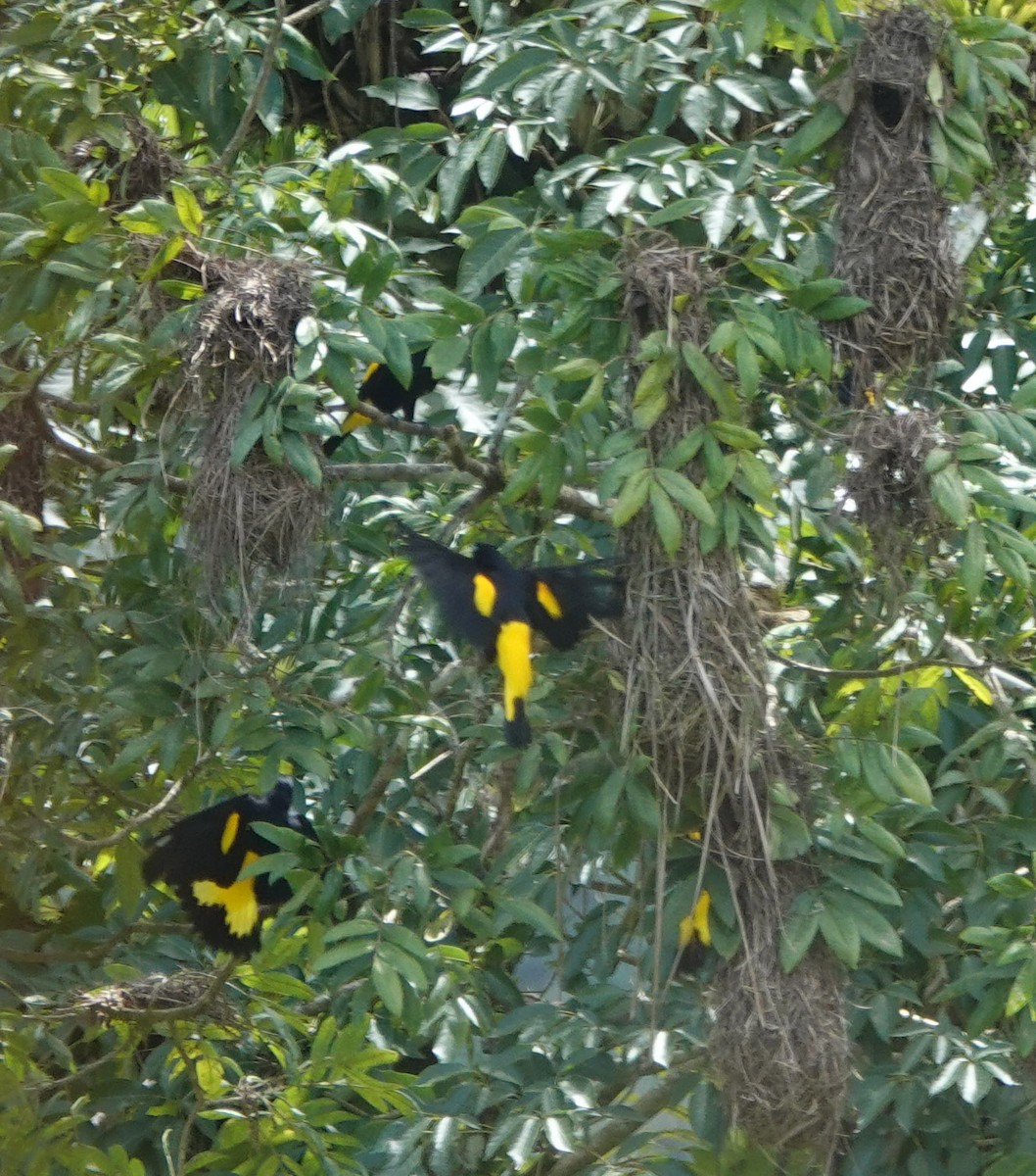 Yellow-rumped Cacique - Jenny Vogt