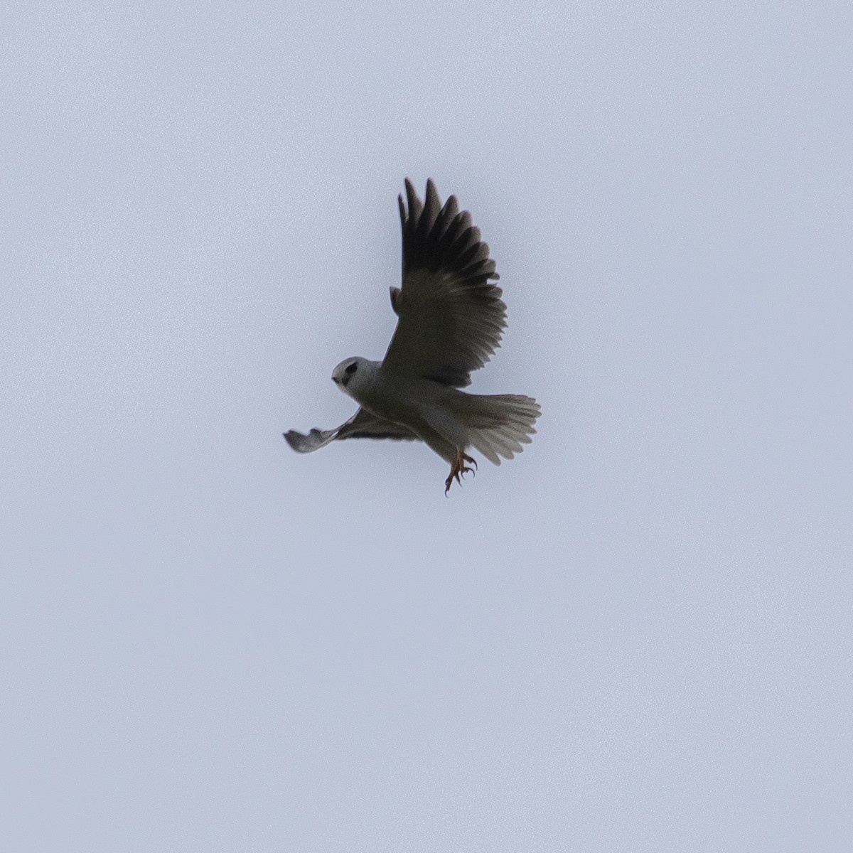 Black-winged Kite (African) - ML617796168