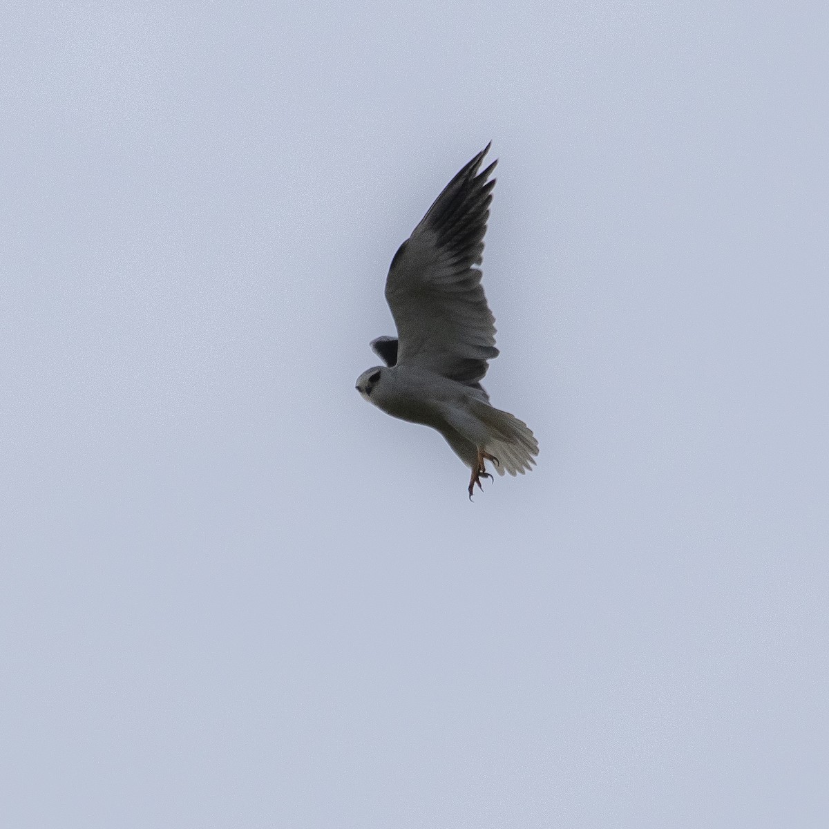 Black-winged Kite (African) - ML617796169