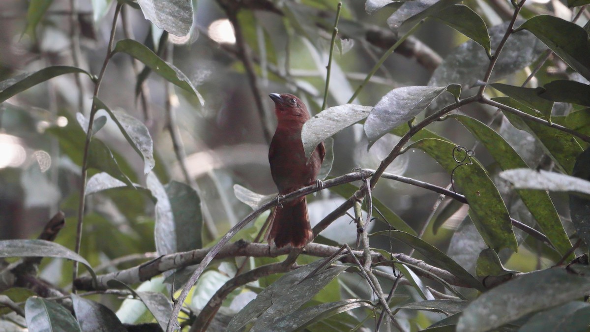 Red-crowned Ant-Tanager - ML617796255