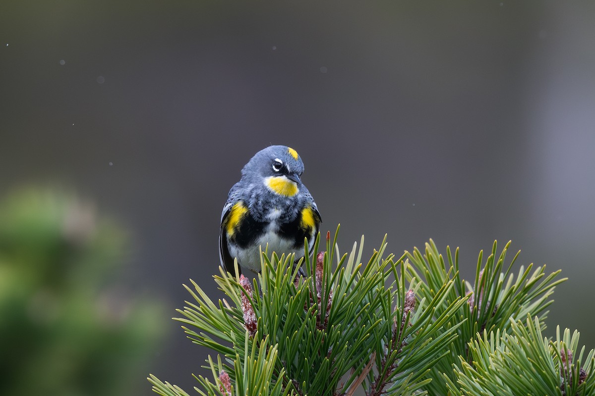 Yellow-rumped Warbler (Myrtle x Audubon's) - ML617796269