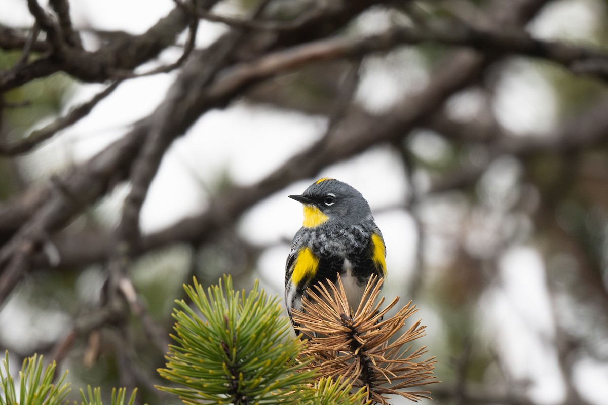 Yellow-rumped Warbler (Myrtle x Audubon's) - ML617796270