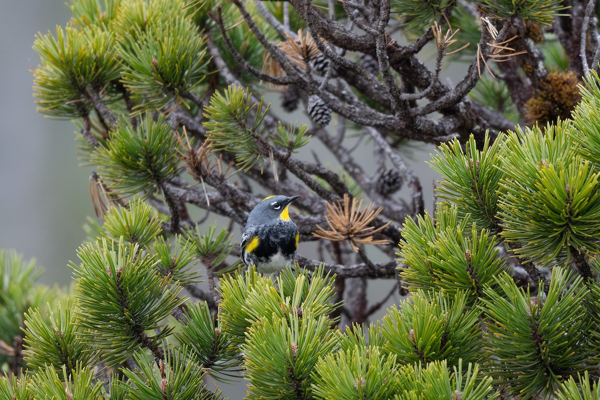 Yellow-rumped Warbler (Myrtle x Audubon's) - ML617796271