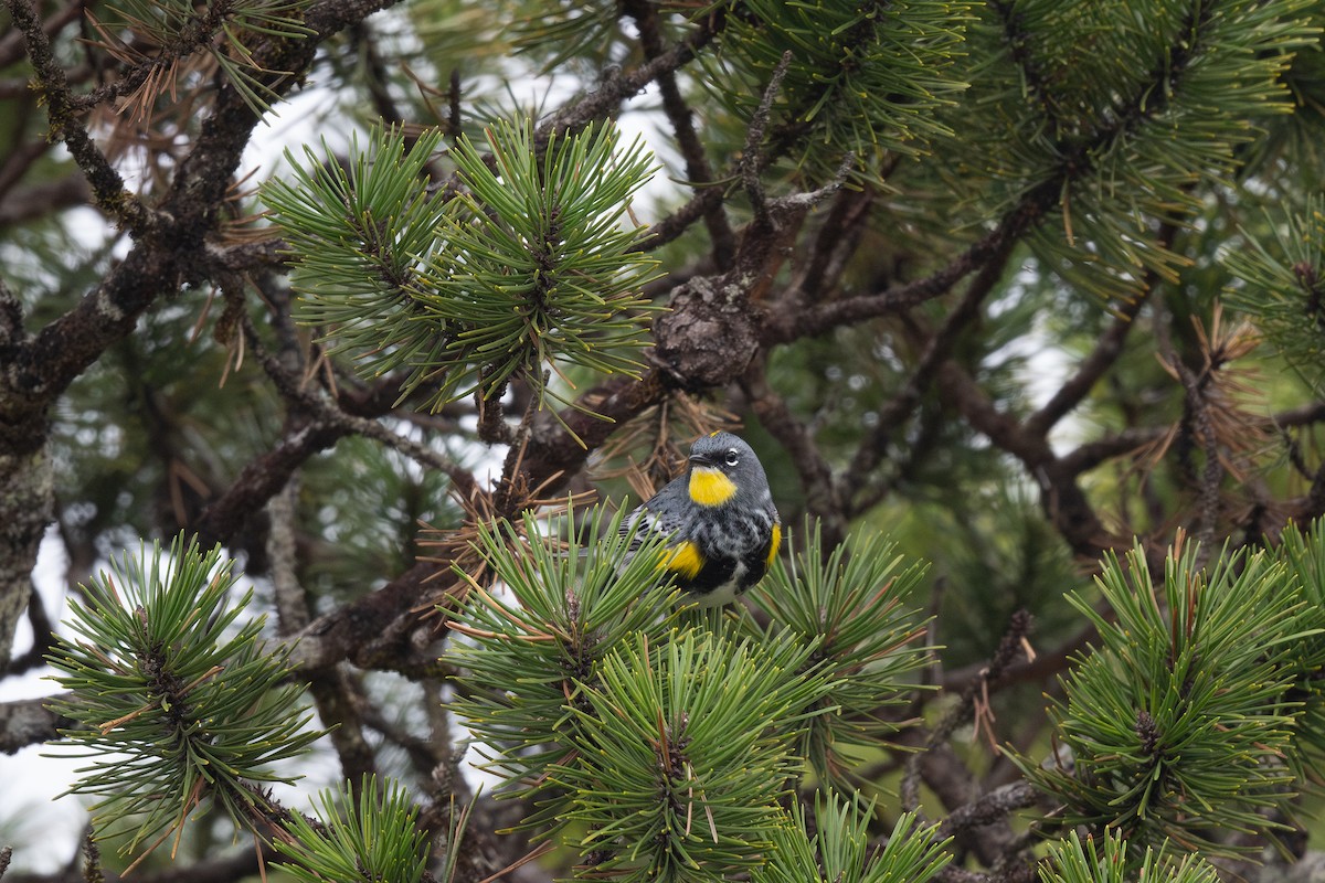Yellow-rumped Warbler (Myrtle x Audubon's) - ML617796272