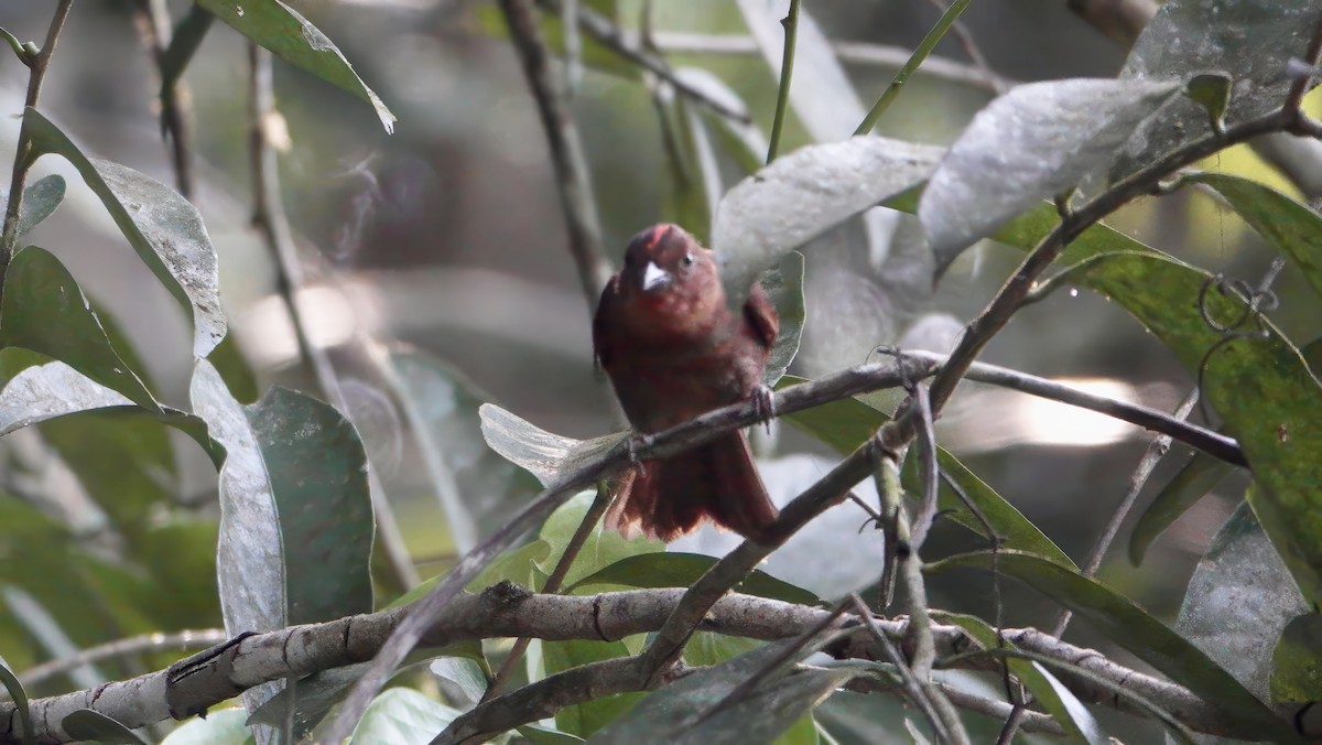 Red-crowned Ant-Tanager - ML617796273