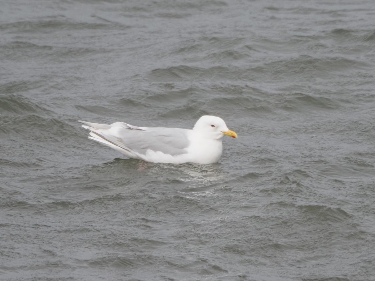 Iceland Gull (kumlieni) - ML617796331