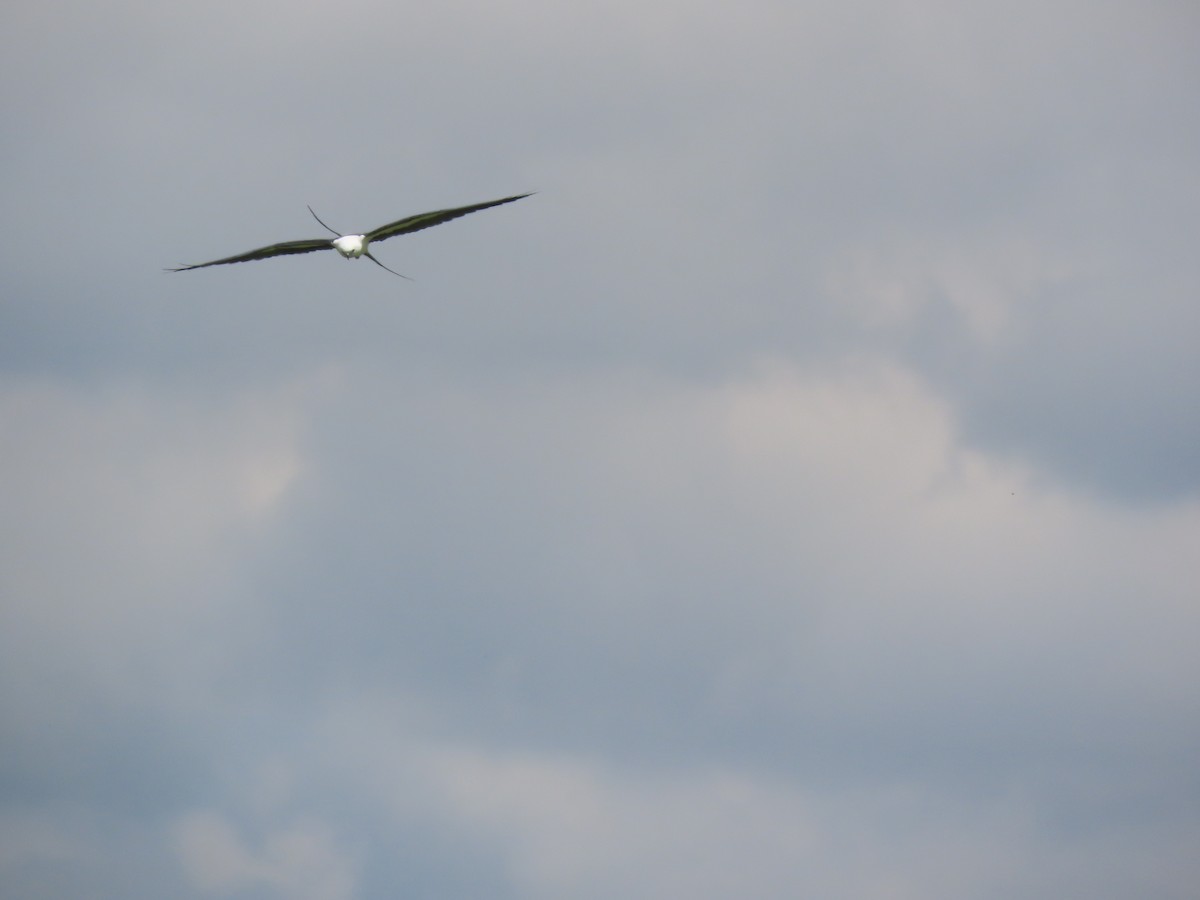 Swallow-tailed Kite - ML617796376