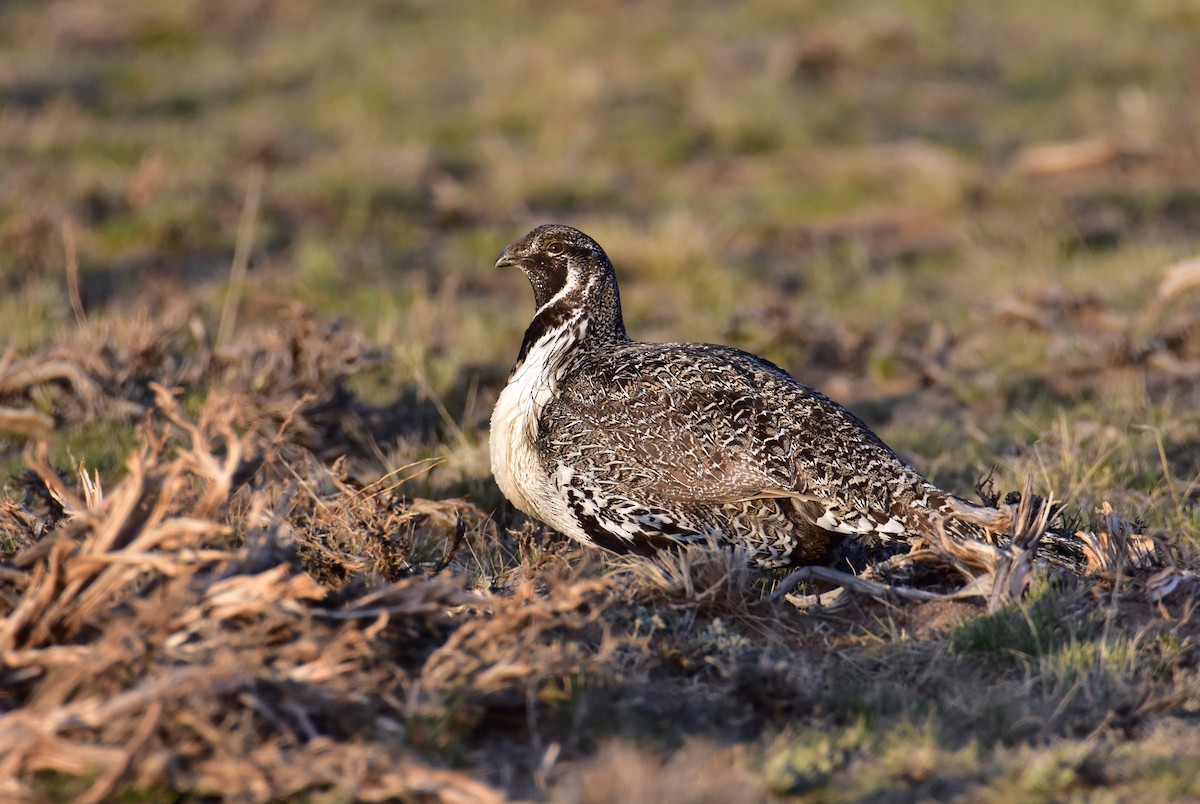 Greater Sage-Grouse - ML617796385