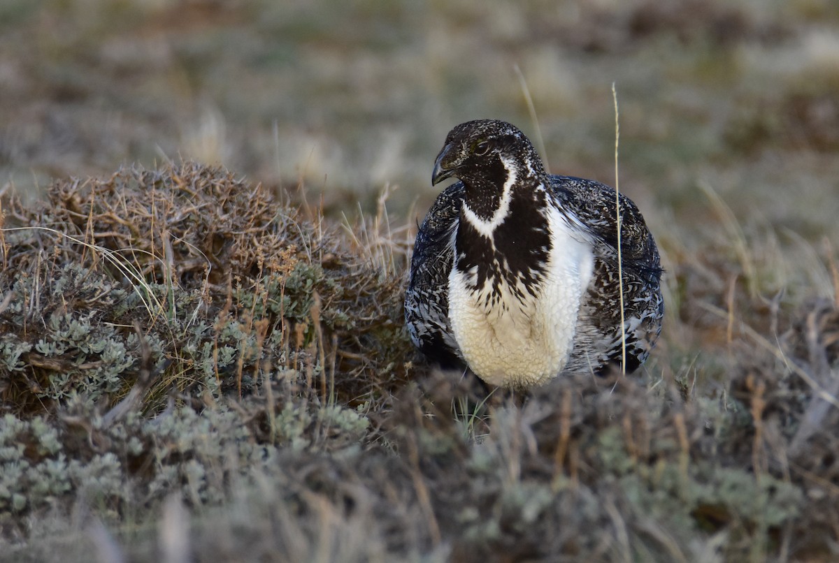 Greater Sage-Grouse - Dean Hester