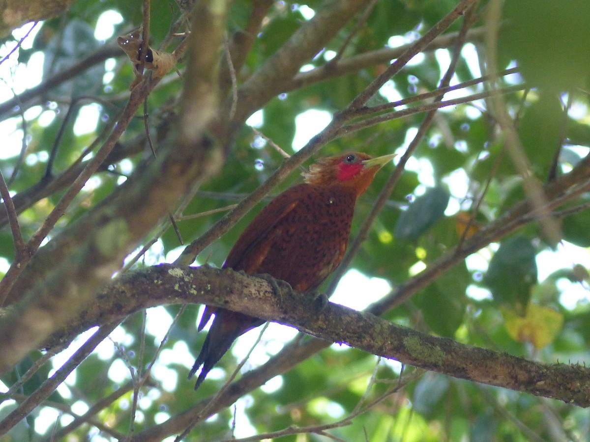 Chestnut-colored Woodpecker - ML617796419