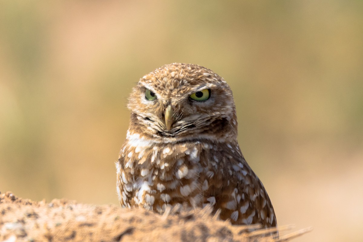 Burrowing Owl - ML617796424