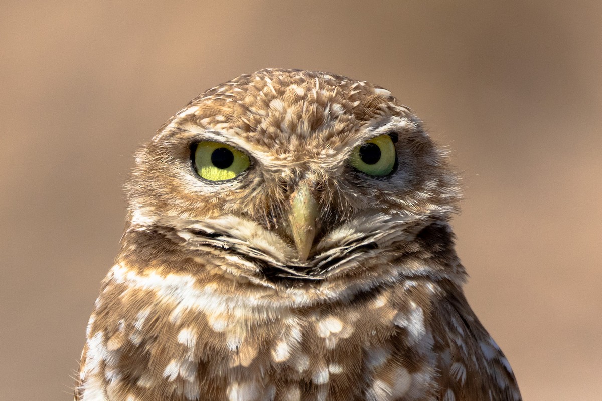 Burrowing Owl - ML617796425