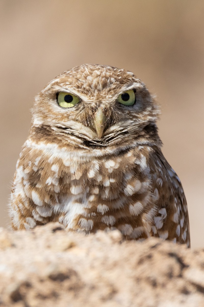 Burrowing Owl - ML617796426