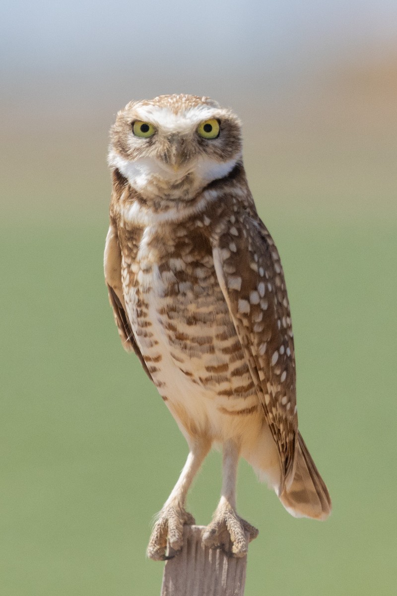 Burrowing Owl - ML617796427