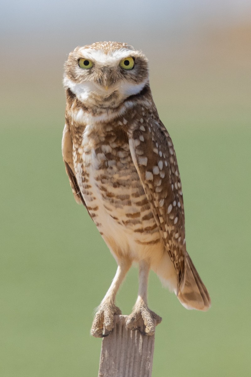 Burrowing Owl - Gordon Starkebaum