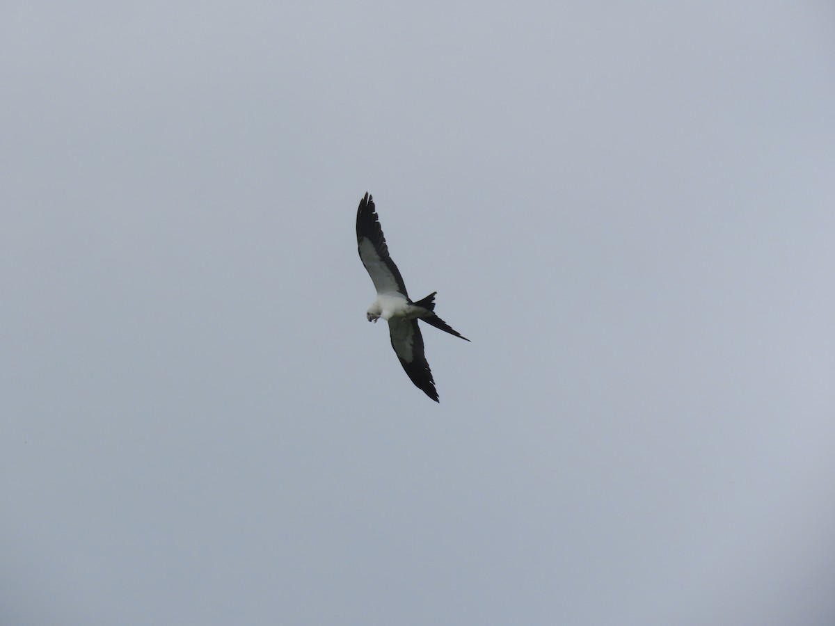 Swallow-tailed Kite - ML617796560