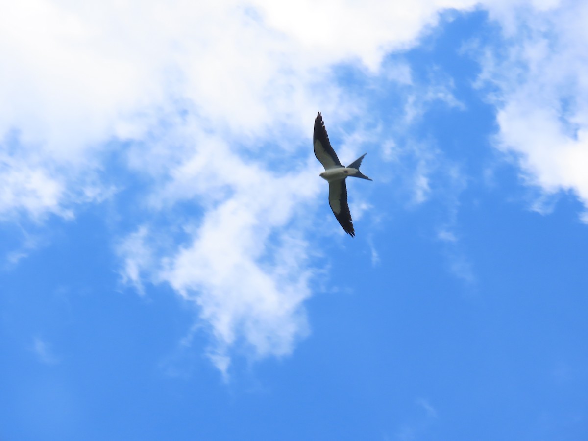 Swallow-tailed Kite - ML617796569