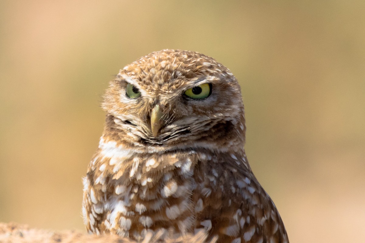 Burrowing Owl - Gordon Starkebaum