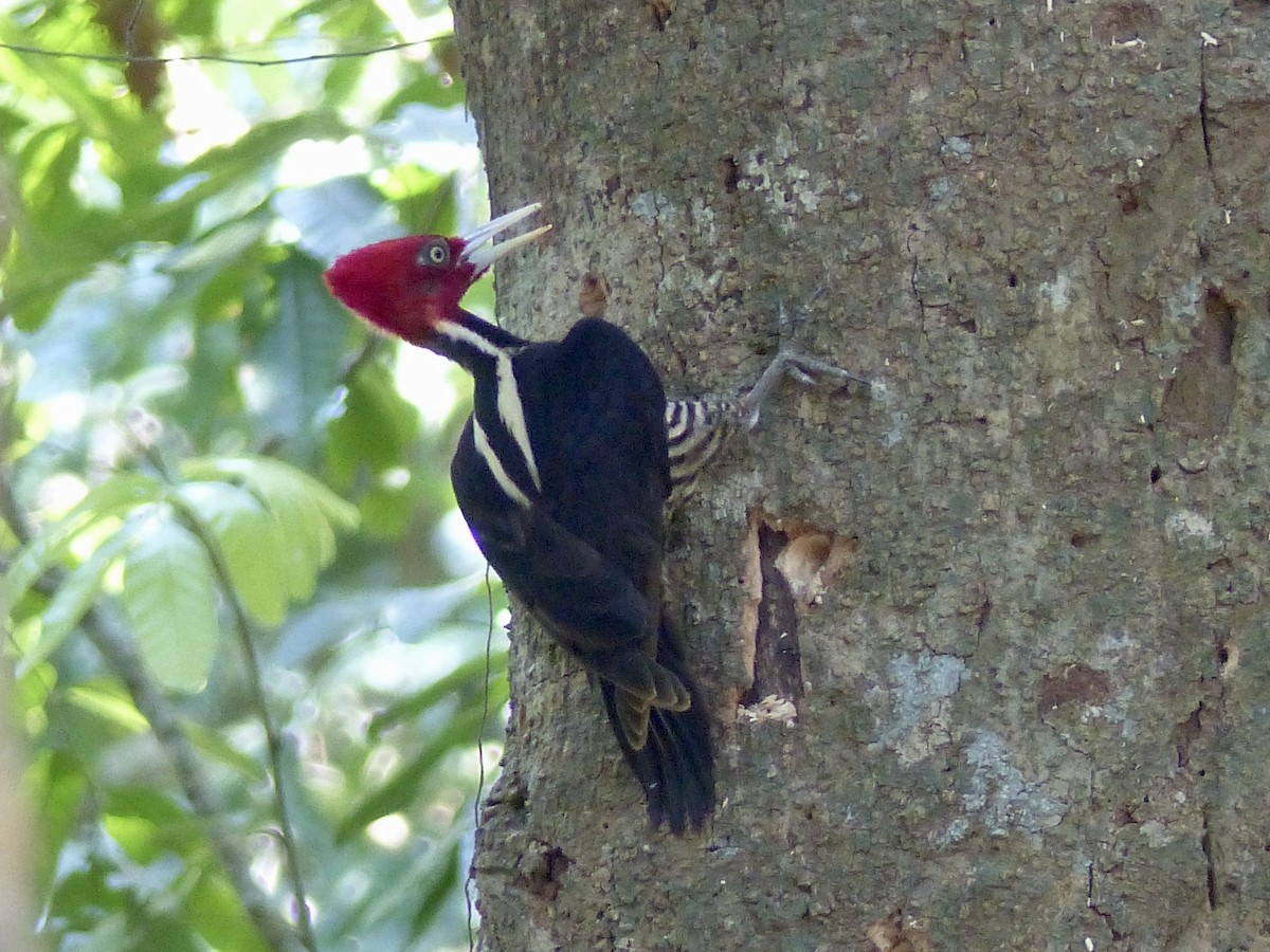Pale-billed Woodpecker - ML617796631