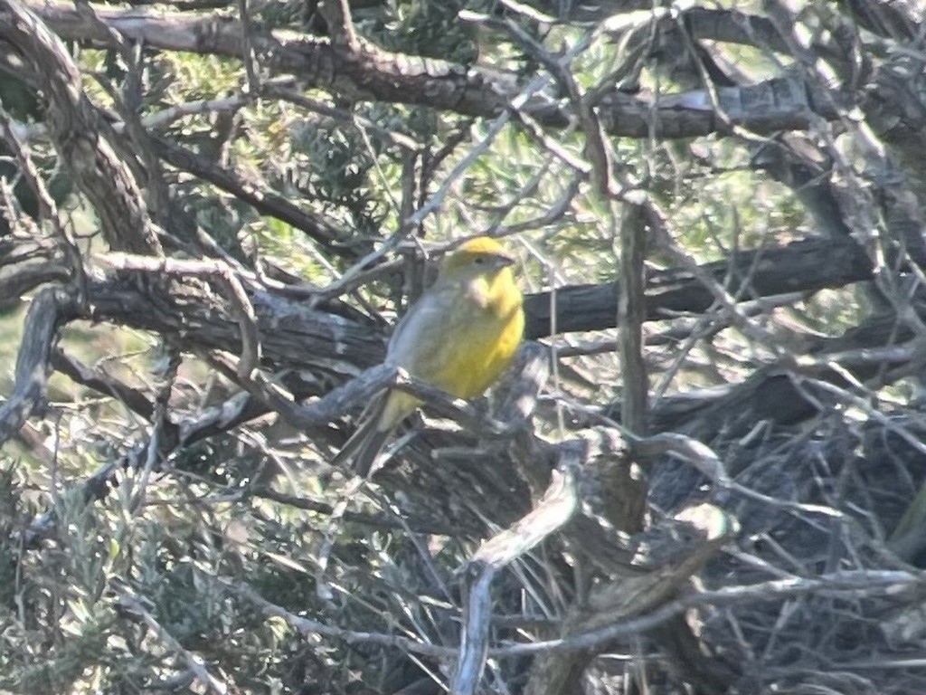 Patagonian Yellow-Finch - ML617796663