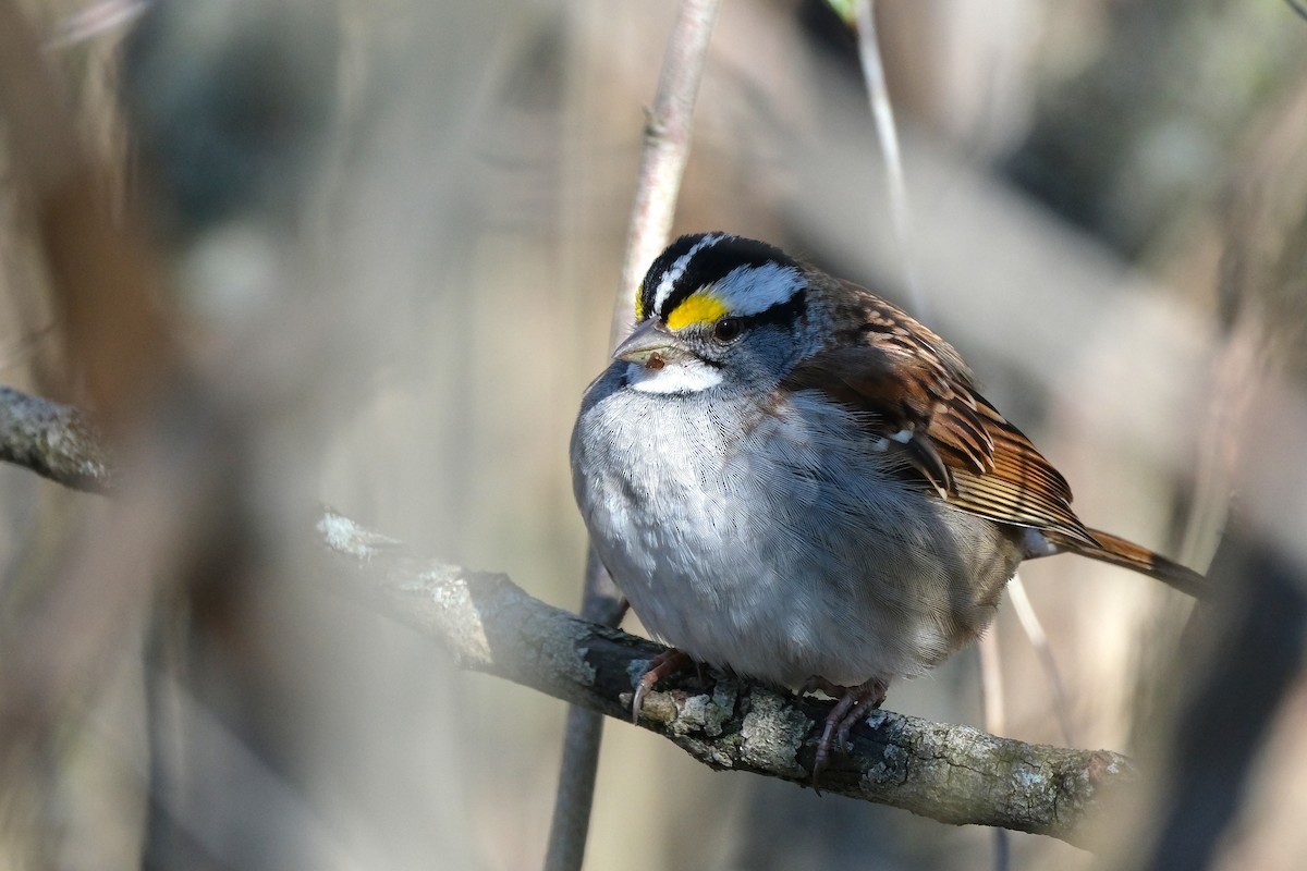 White-throated Sparrow - Sandy Vandervalk