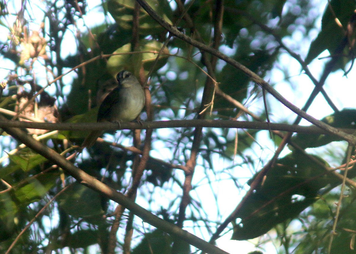 Green-backed Sparrow - ML617796693