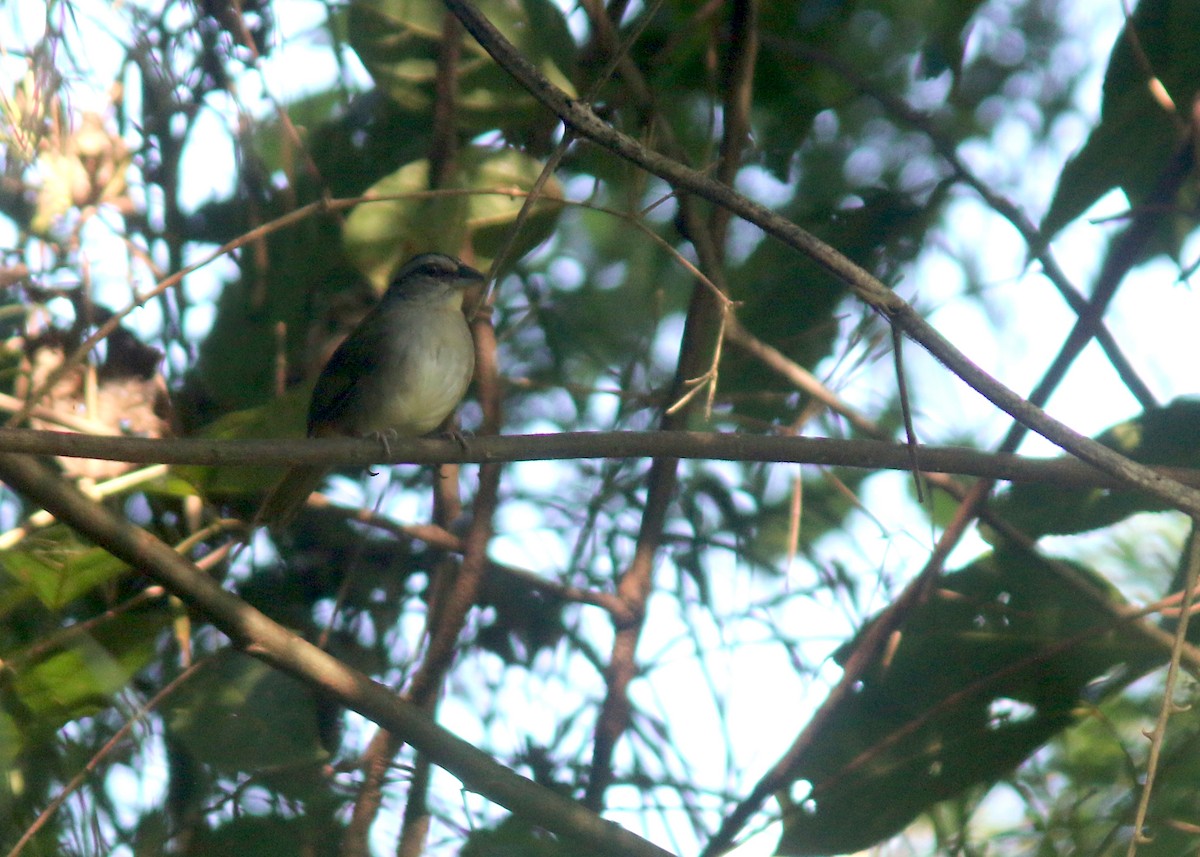 Green-backed Sparrow - ML617796694