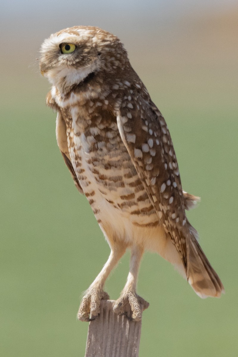 Burrowing Owl - ML617796696