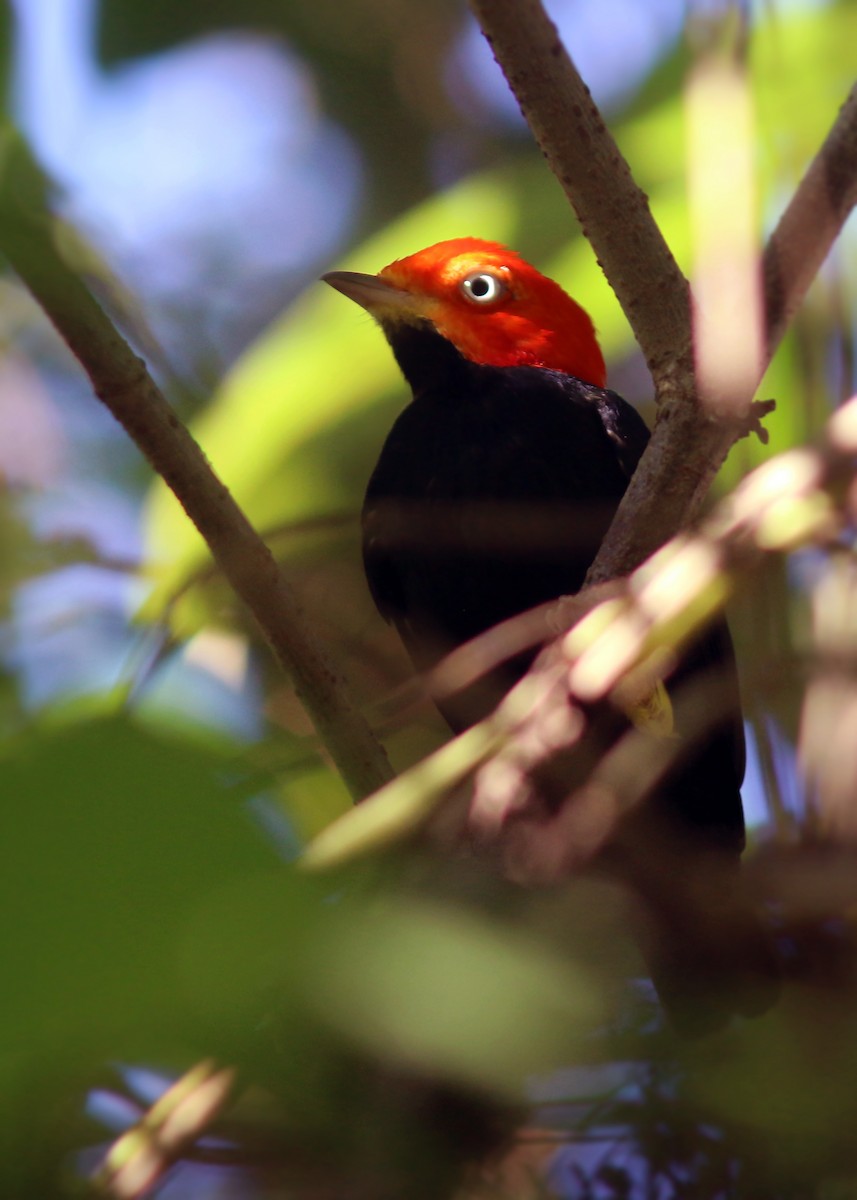 Red-capped Manakin - ML617796776