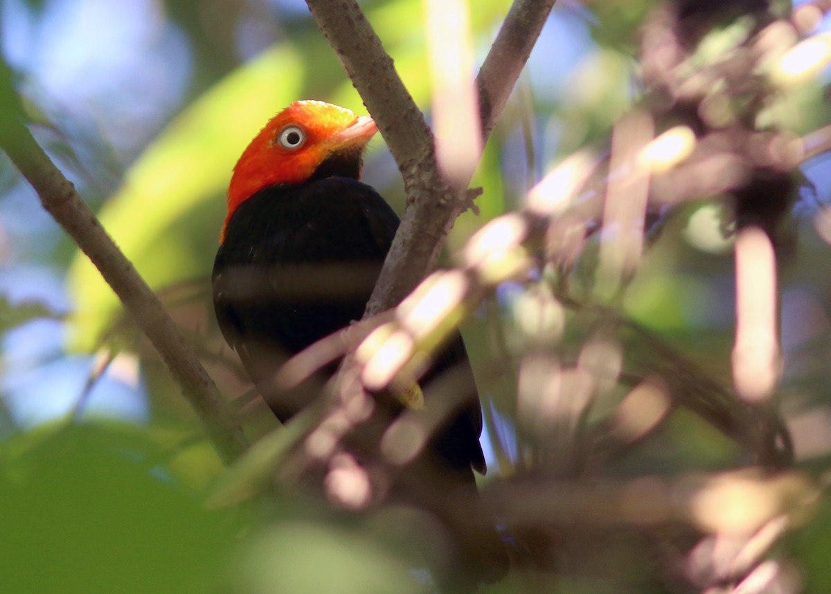 Red-capped Manakin - ML617796777