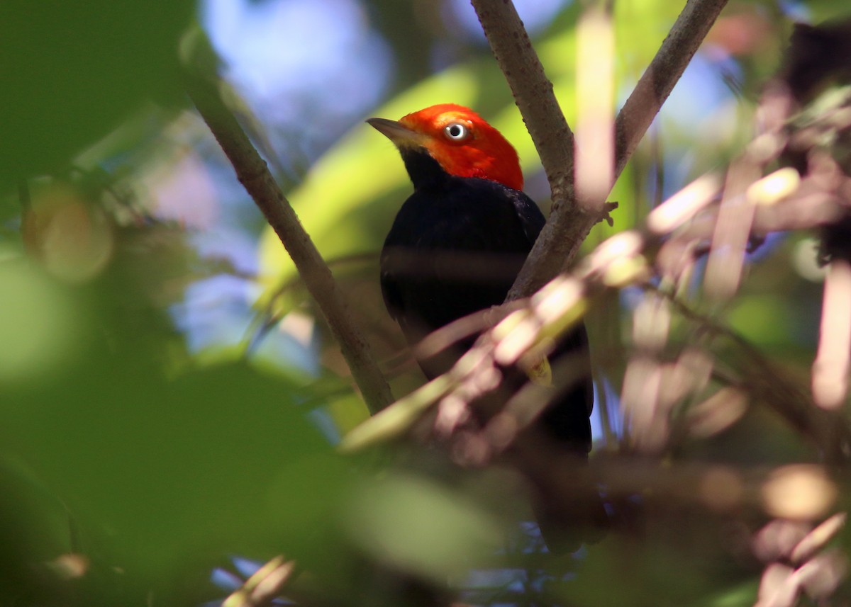 Red-capped Manakin - ML617796778