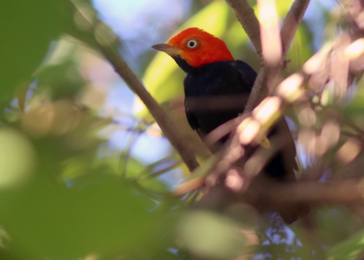 Red-capped Manakin - ML617796779