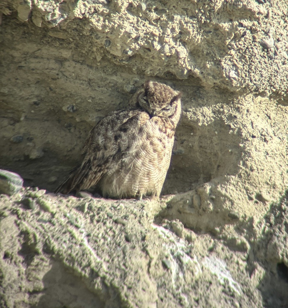 Lesser Horned Owl - ML617796782