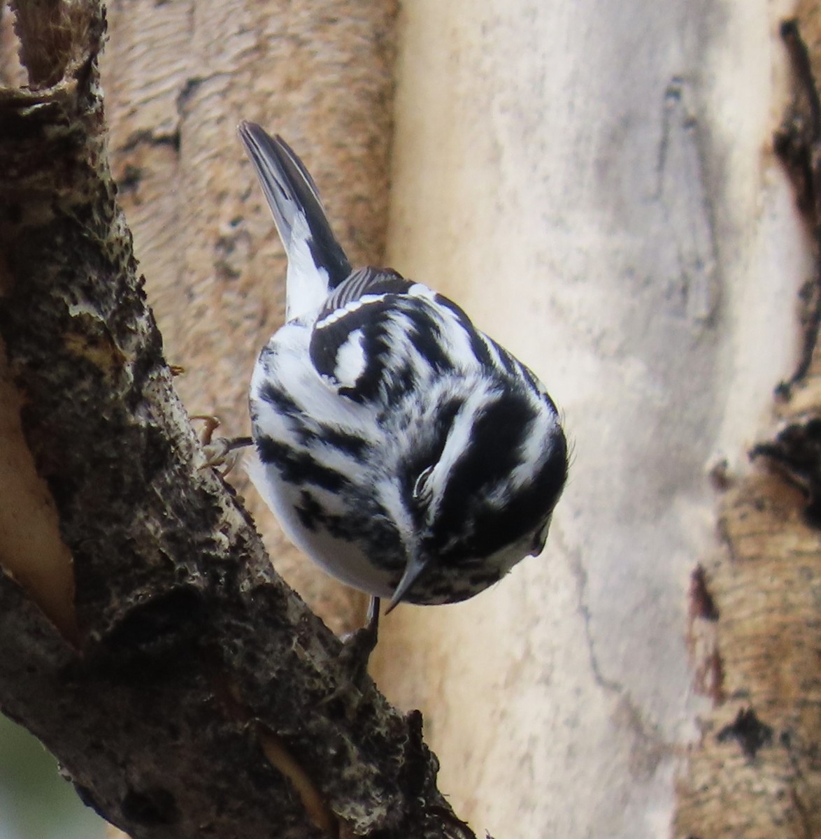 Black-and-white Warbler - ML617796829