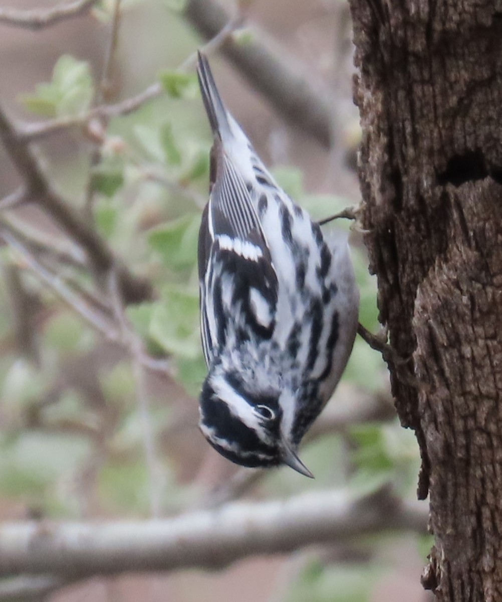 Black-and-white Warbler - ML617796830