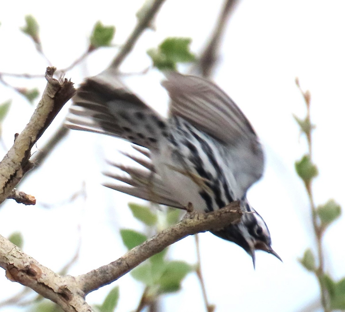 Black-and-white Warbler - ML617796831