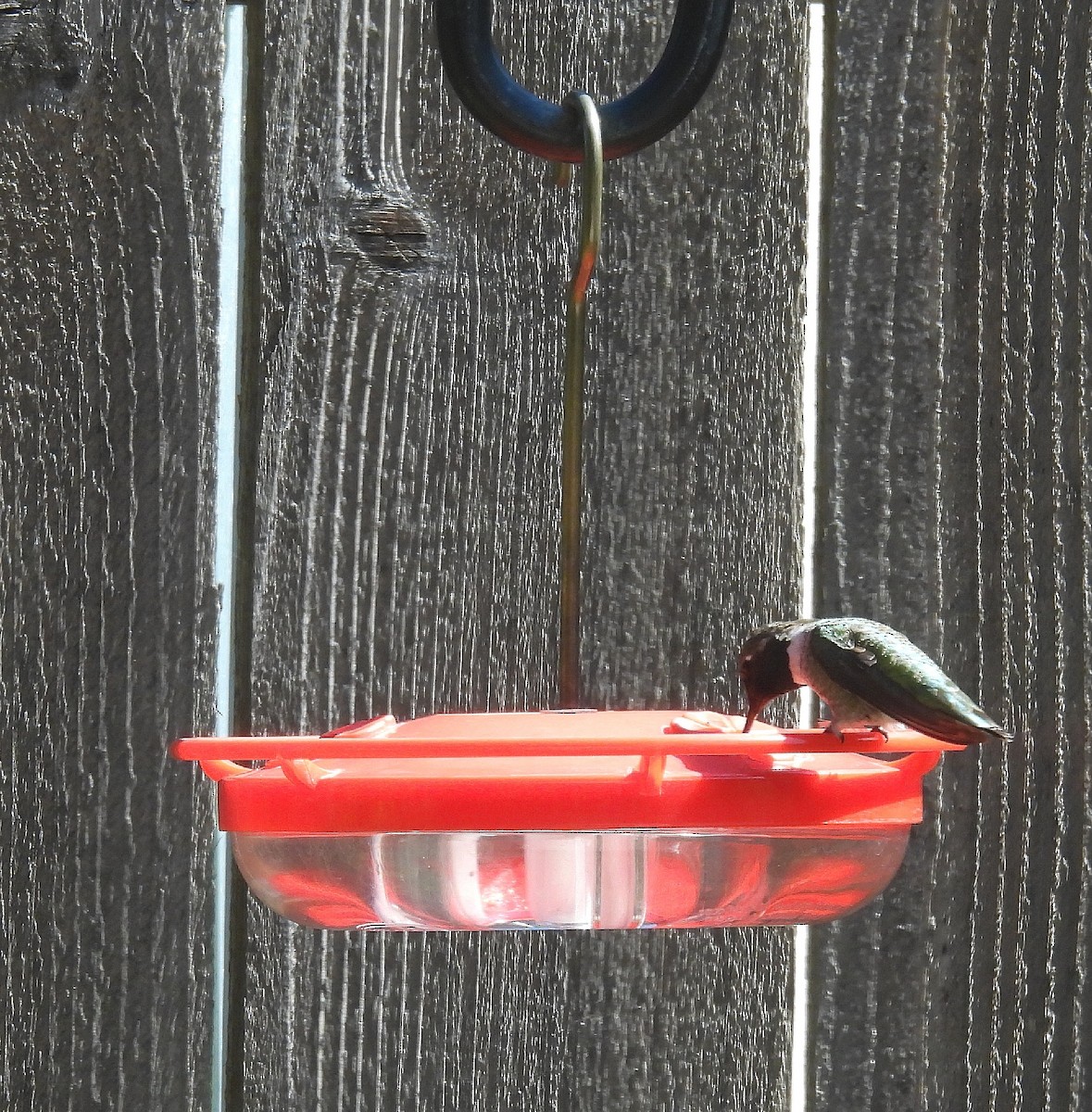 Black-chinned Hummingbird - ML617796856