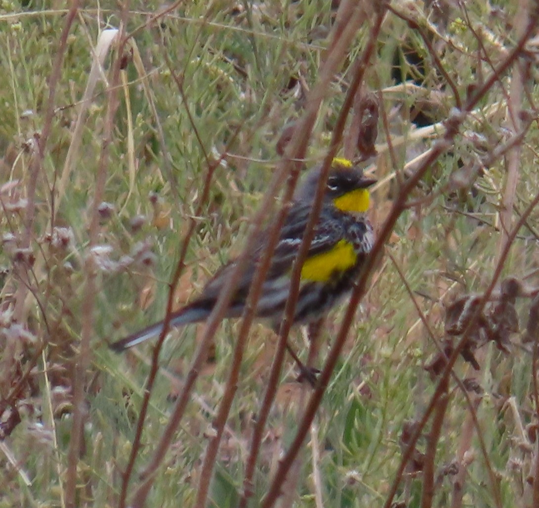 Yellow-rumped Warbler (Audubon's) - Robin Gurule