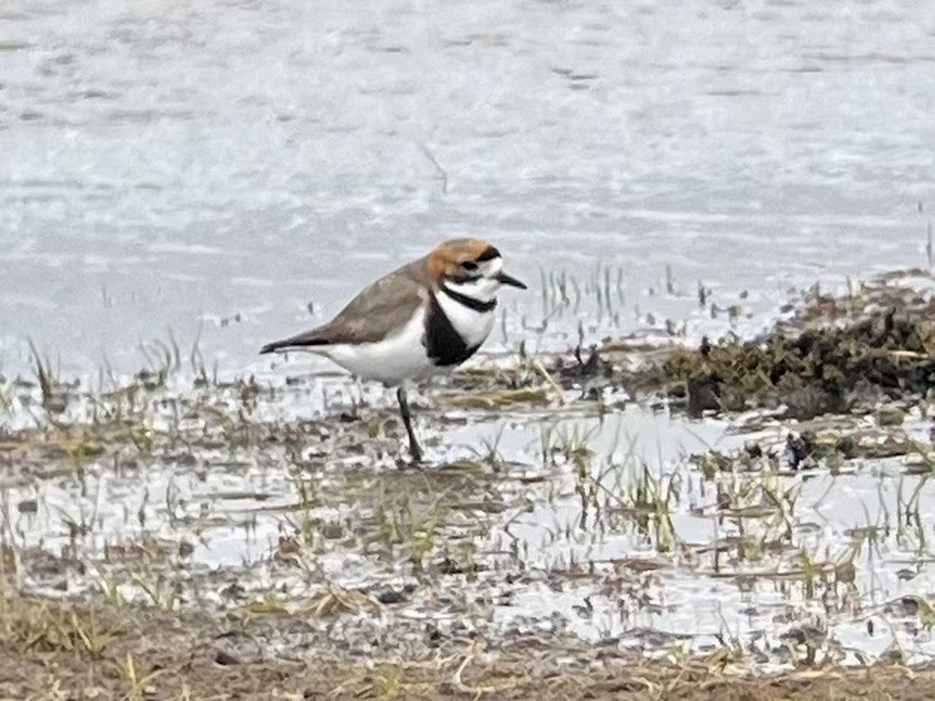 Two-banded Plover - ML617797031