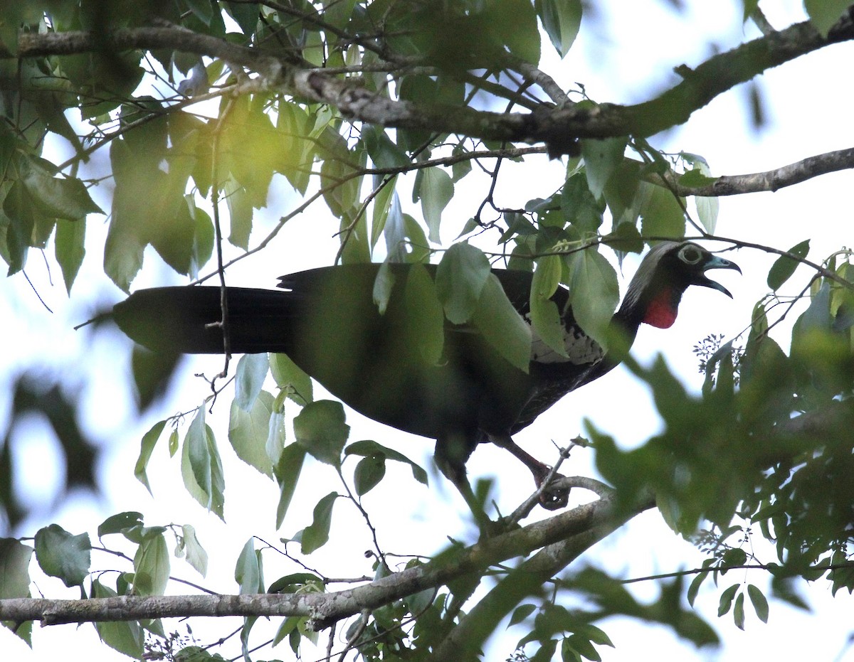 Black-fronted Piping-Guan - ML617797104