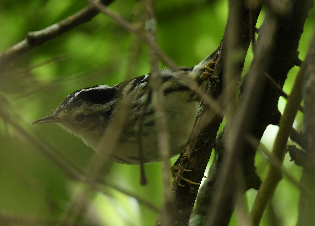 Black-and-white Warbler - ML617797125