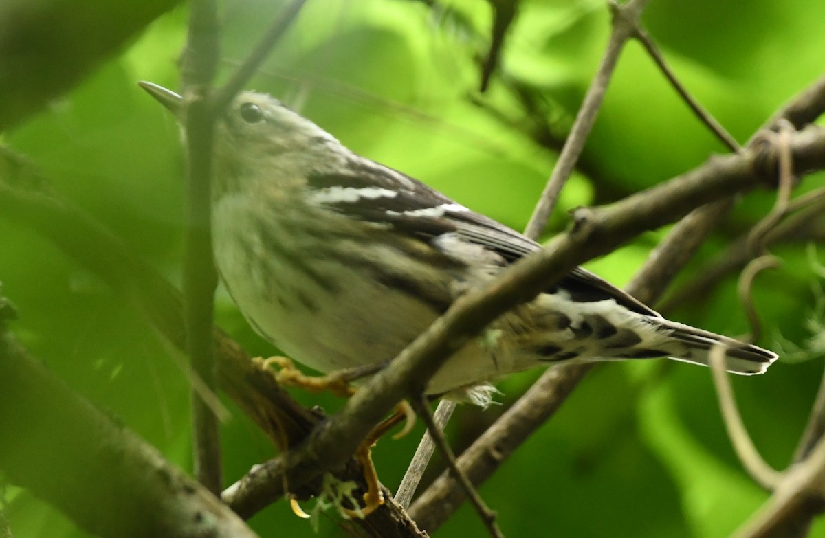 Black-and-white Warbler - ML617797128