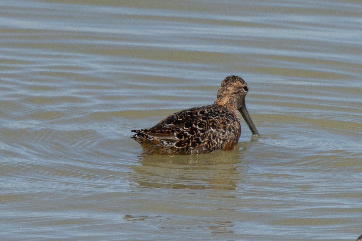 Long-billed Dowitcher - ML617797140