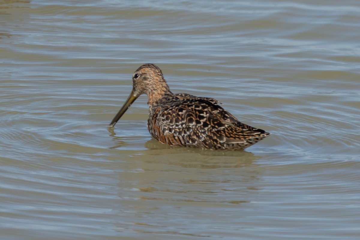 Long-billed Dowitcher - ML617797141