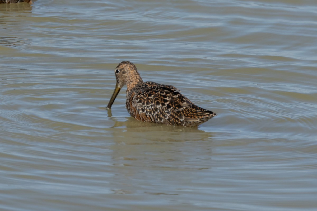 Long-billed Dowitcher - ML617797142