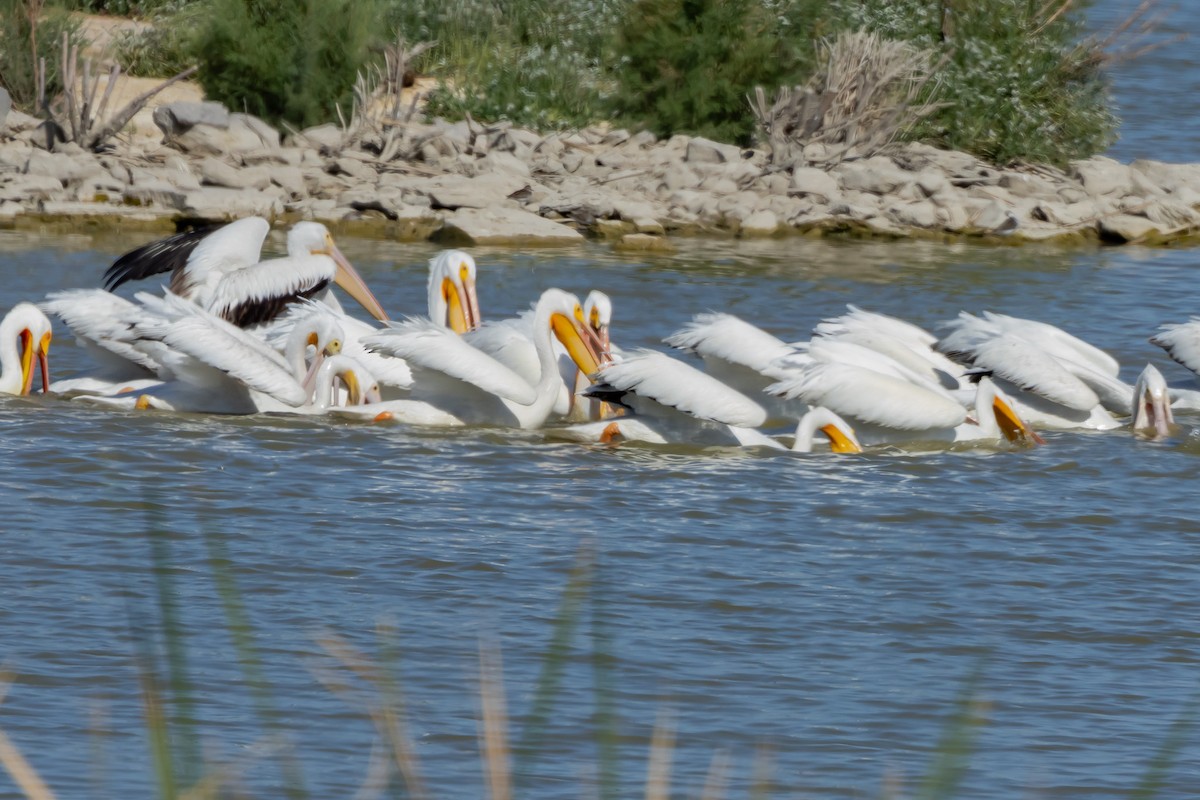 pelikán severoamerický - ML617797157
