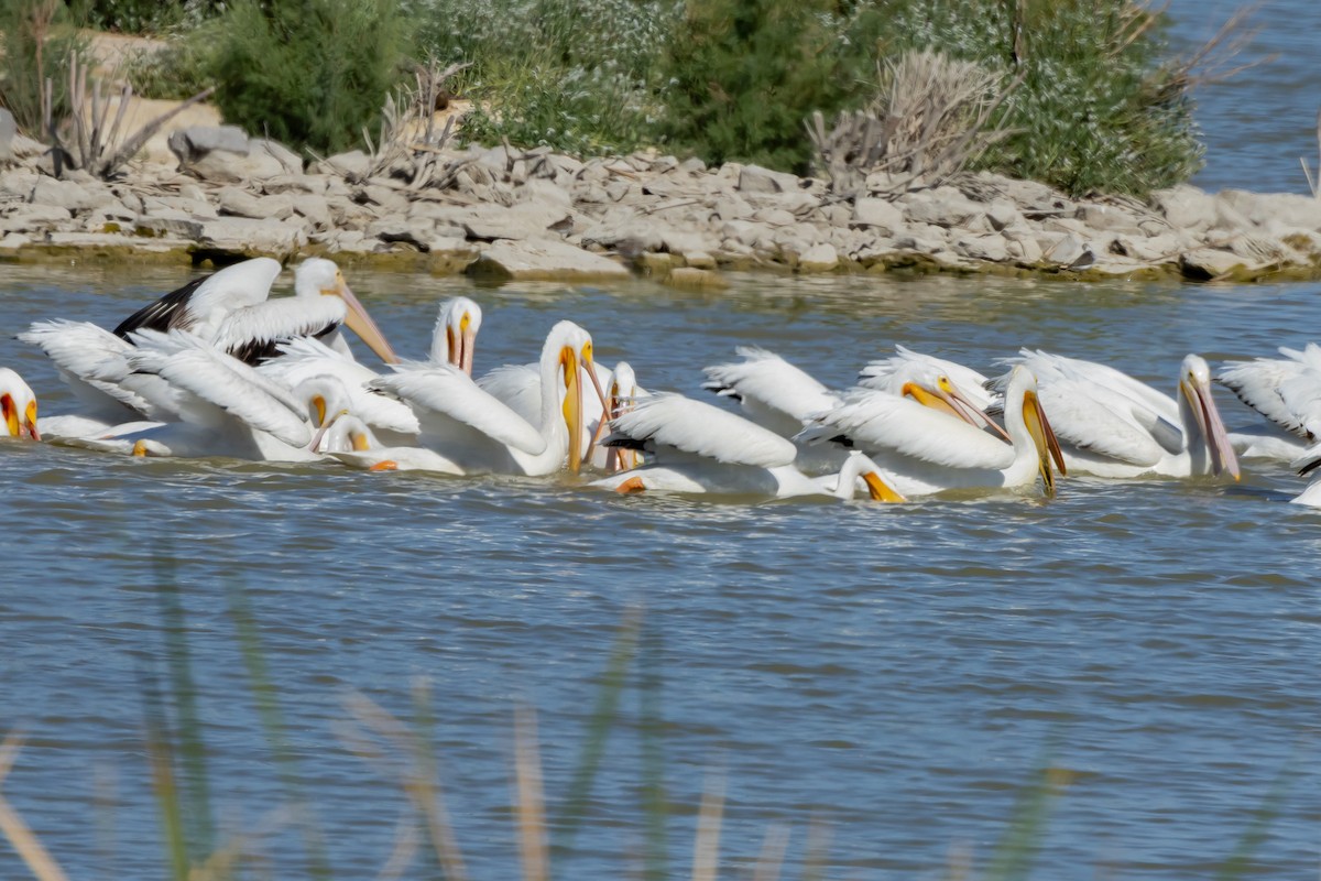 pelikán severoamerický - ML617797158