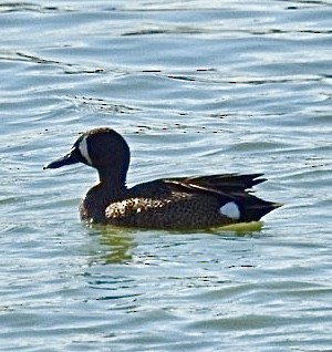 Blue-winged Teal - ML617797169