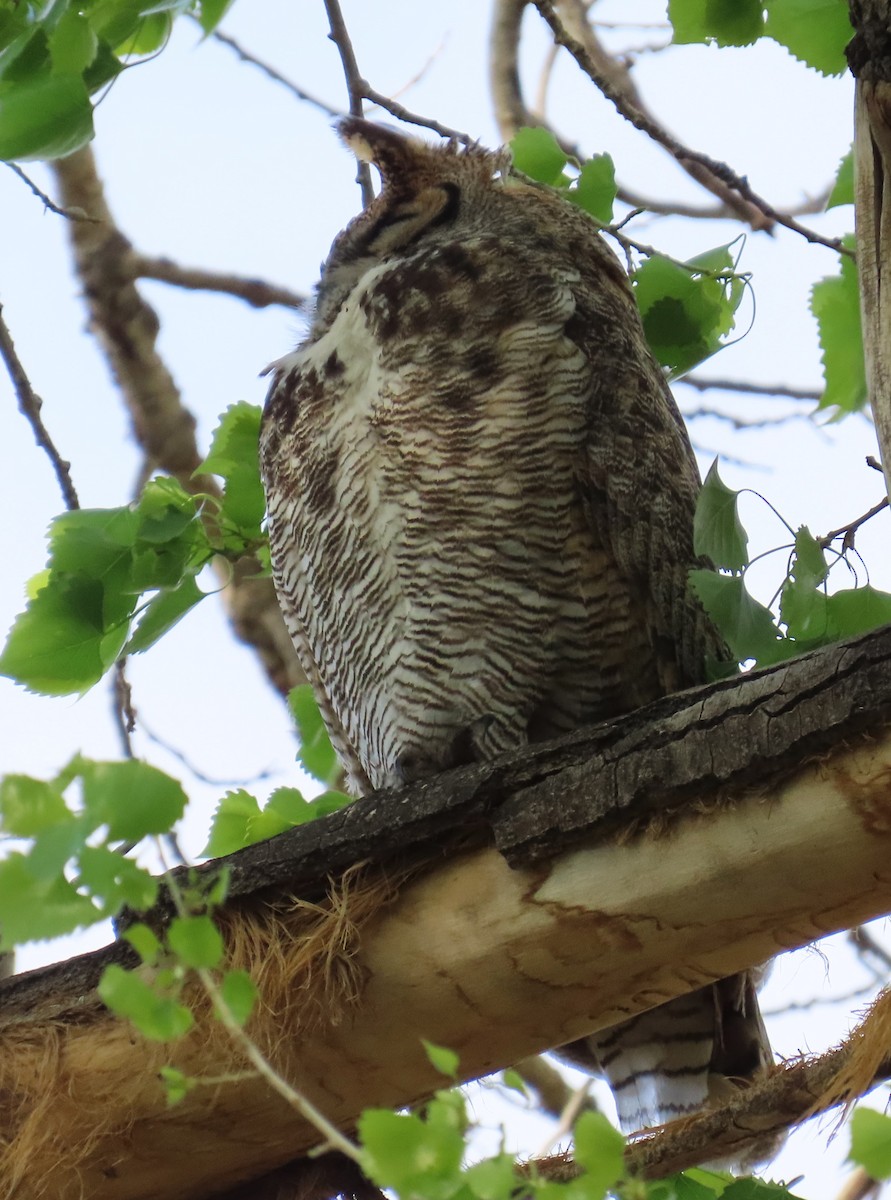 Great Horned Owl - ML617797231